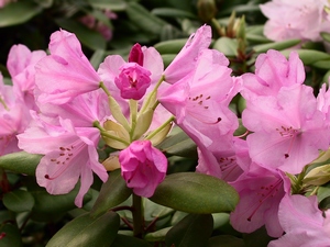 Rhododendron Williamsianum Vater Böhje